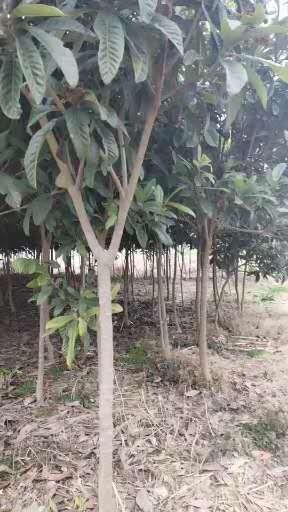 盐城茂木枇杷树苗 枇杷树