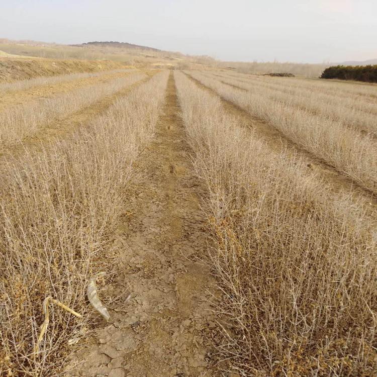  急售青海沙棘苗50~100cm量大从优。