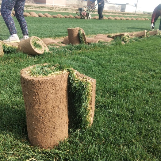 石家庄 冷寂型草坪，草坪绿化，学校操场，路边绿化，公园绿化，