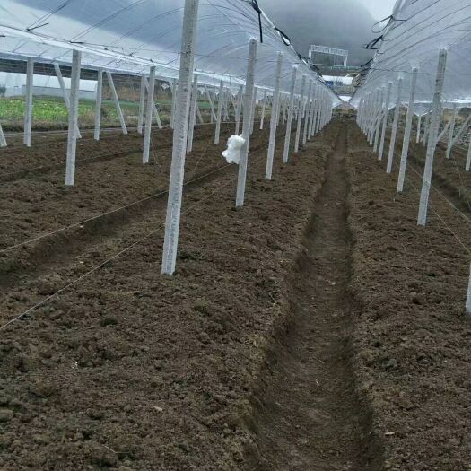 立柱 专业搭百香果架猕猴桃架葡萄架百香果苗水泥柱子吕包钢线都有现货