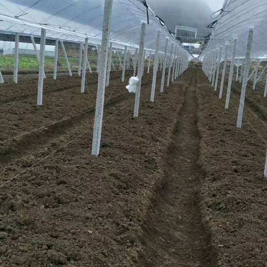 兴安县立柱 专业搭百香果架猕猴桃架葡萄架百香果苗水泥柱子吕包钢线都有现货