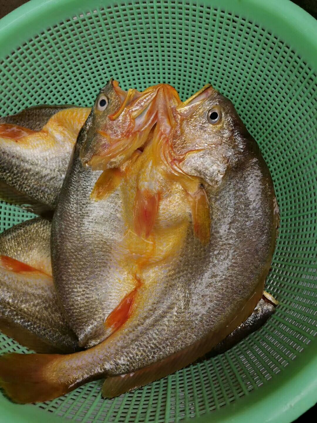  渔之源咸香大黄鱼手工腌制调味新鲜脱脂黄鱼，免杀免洗咸香黄鱼