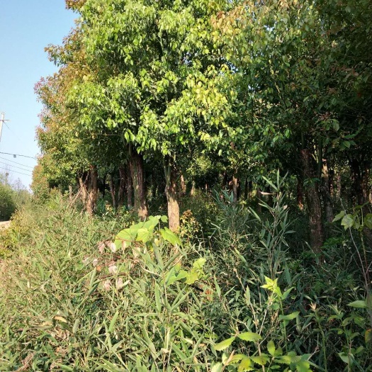 池州 香樟树
