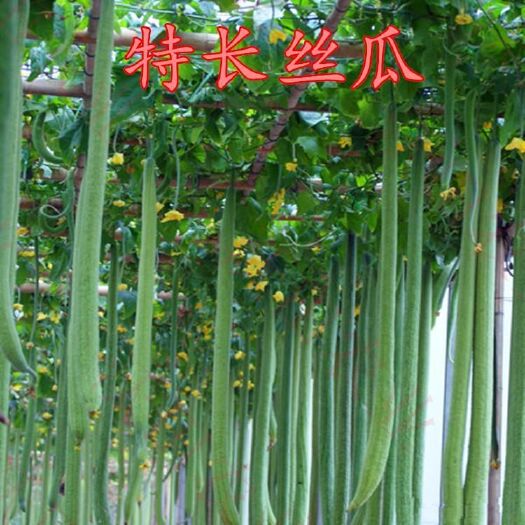 邵东市【巨型特长丝瓜种子】高产丝瓜种子庭院阳台盆栽菜种子四季播蔬菜