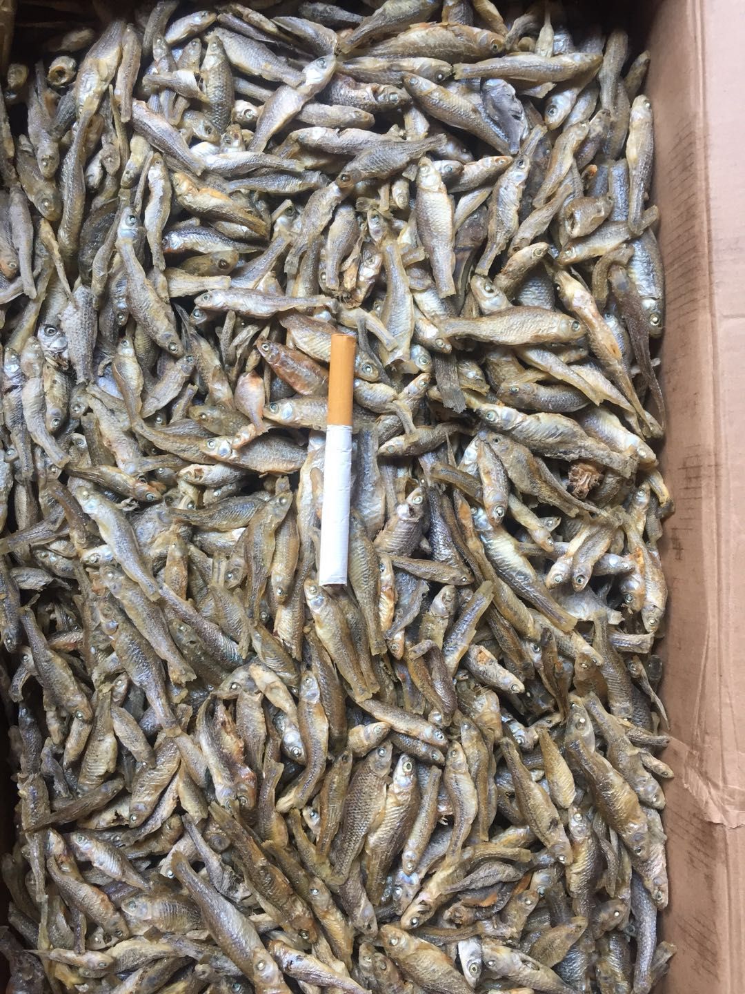 小麥穗魚干 精品麥穗魚