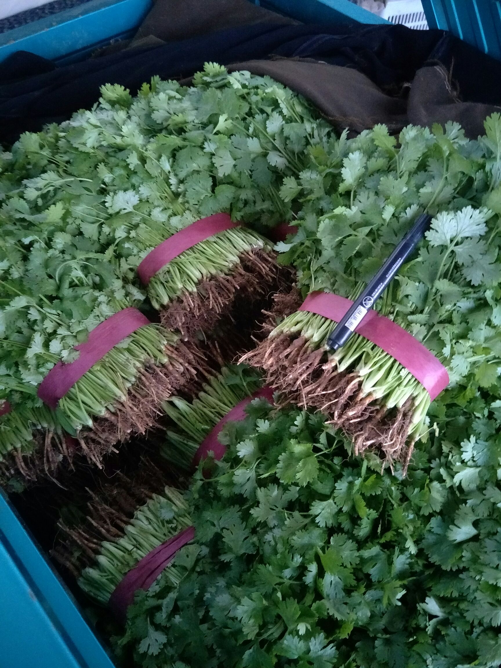  大量供应精品香菜发往全国各地超市**
