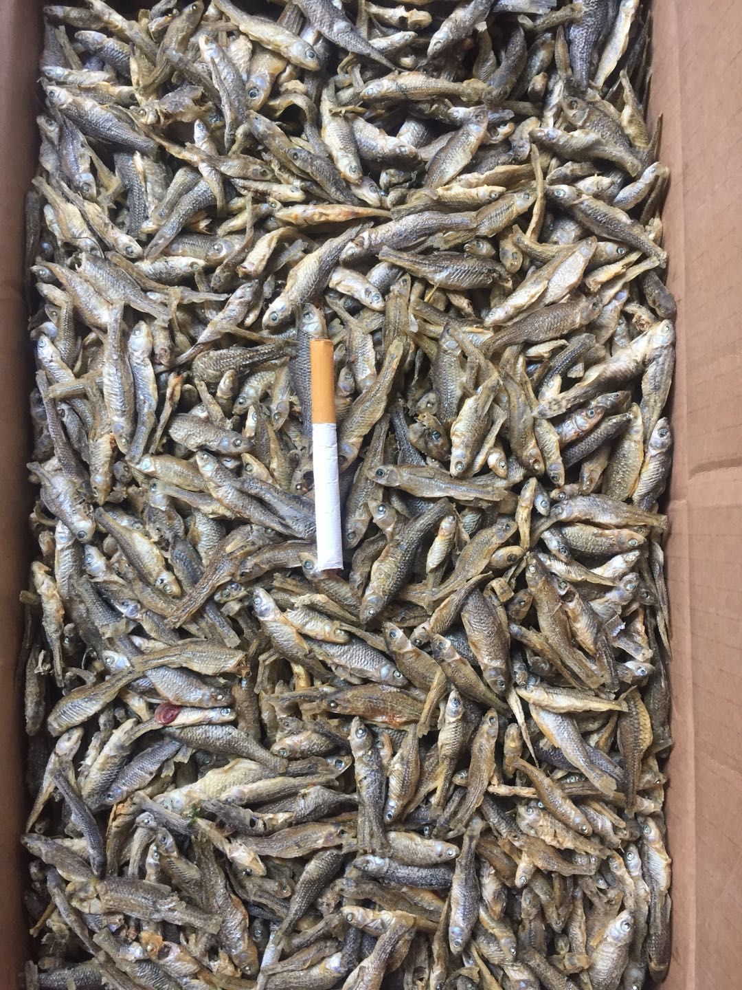 小麥穗魚干 精品麥穗魚