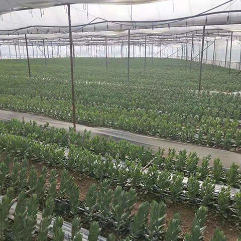  洋桔梗