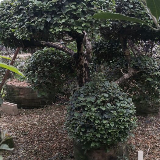 南宁 精品大粗壮老桩三角梅紫色白色金边紫水红，大红色造型三角