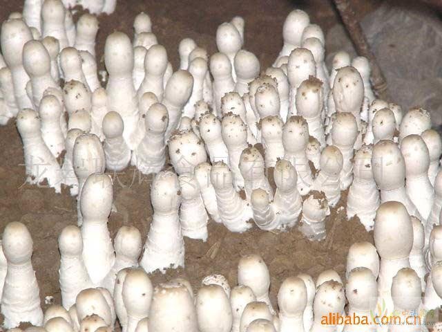 鸡腿菇菌种  鸡腿菇栽培种，品质好，产量高，味道鲜美，可扩种