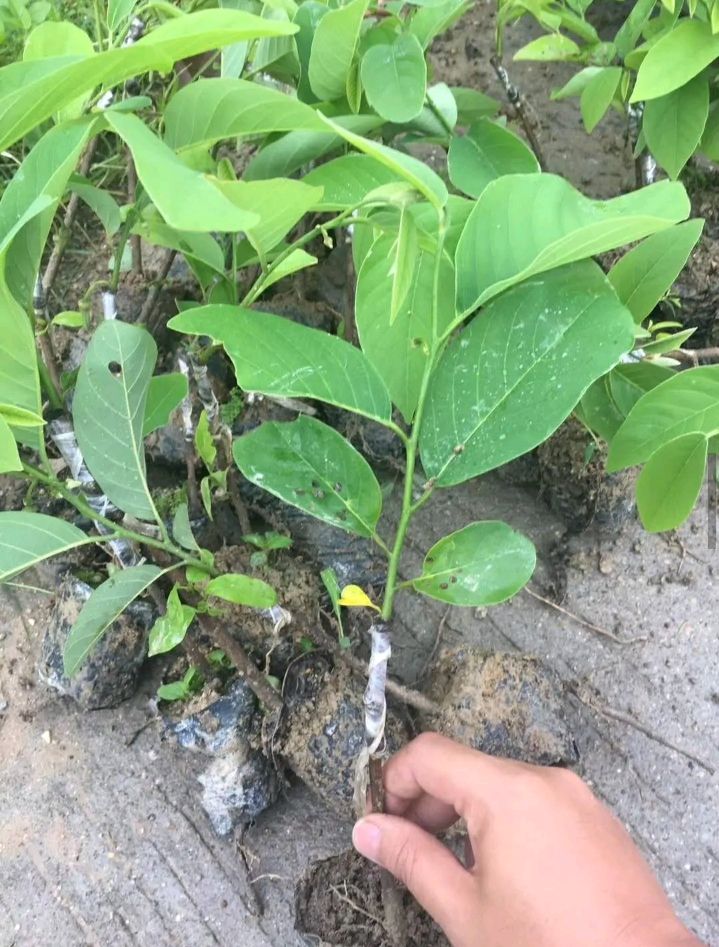 红肉释迦果苗,带营杯发货,根系好,易成活!