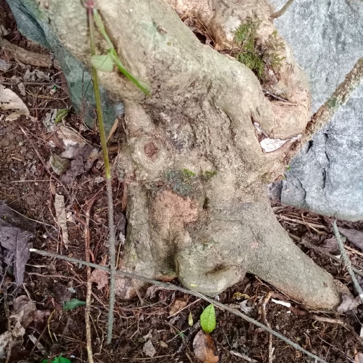柳城县发财树  大自然型成的山神木桩