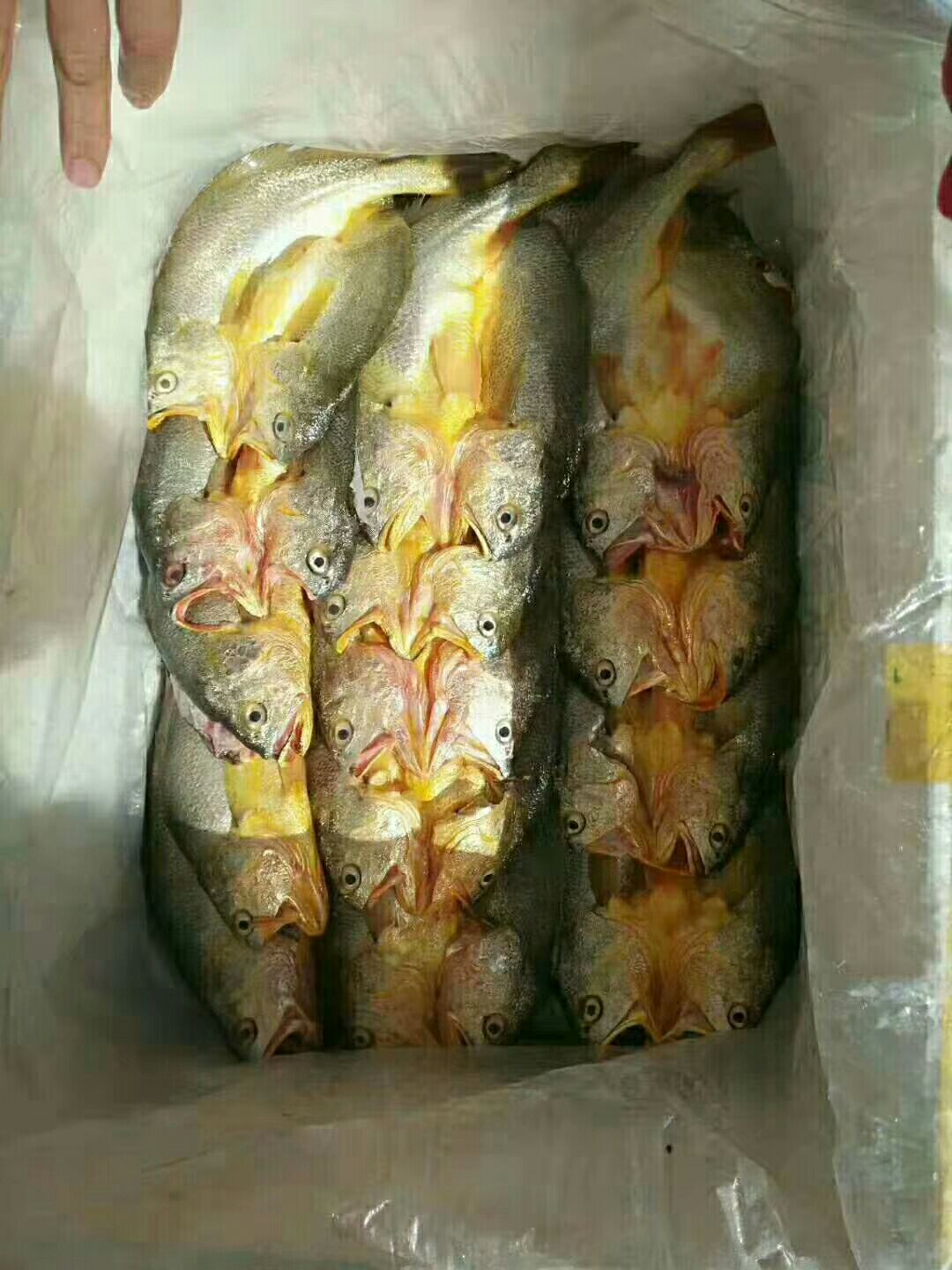  渔之源咸香大黄鱼手工腌制调味新鲜脱脂黄鱼，免杀免洗咸香黄鱼
