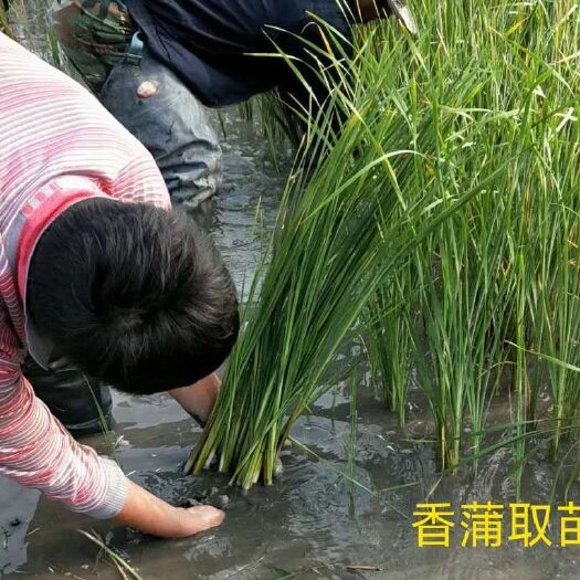 安新县小香蒲 白洋淀香蒲苗