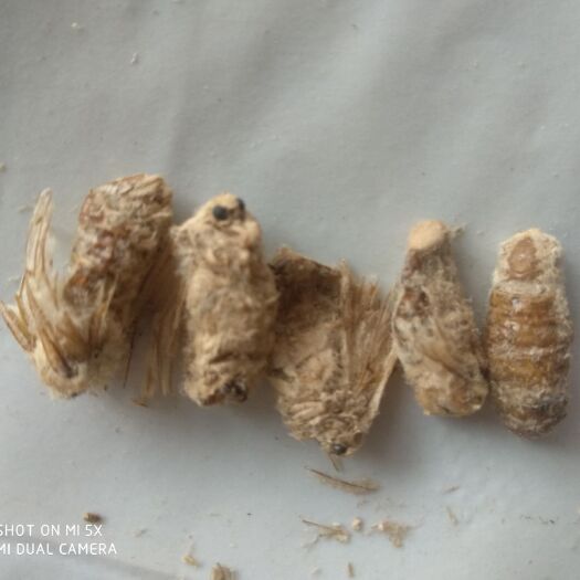 亳州桑蚕  雄蚕蛾干品，色泽度好，规格多 价格优惠，欢迎订购