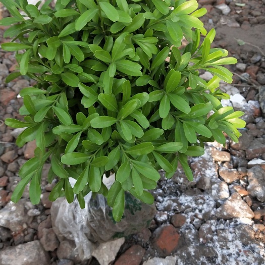 杭州雀舌黄杨