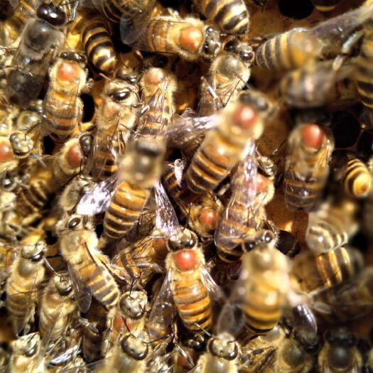 宜良县 卖蜜蜂红背双色两脾300加蜂箱一百，本地蜂90一脾3/4脾一