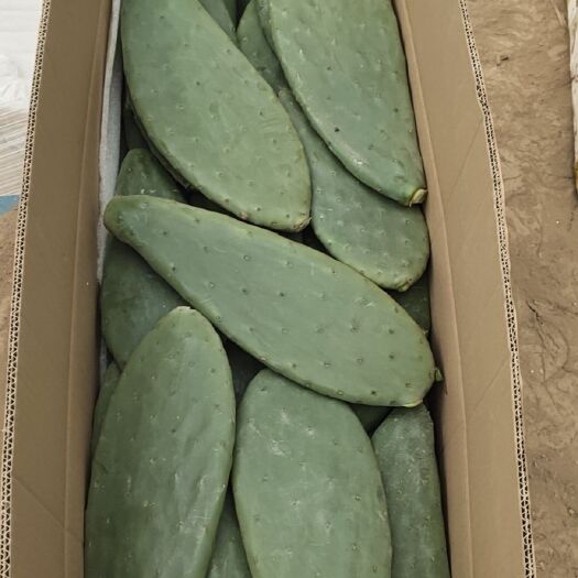 成武县 仙人掌，蟹爪莲