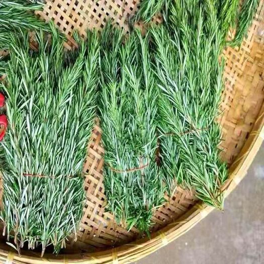 新蔡县中药材迷迭香 牛排用迷迭香鲜枝条常年供应