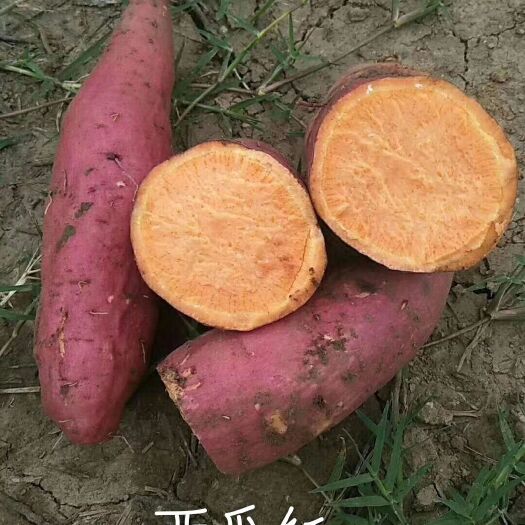 禹州市西瓜红红薯苗