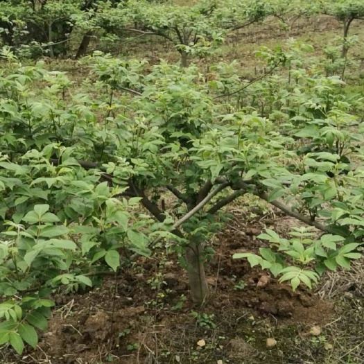 柳城县吴茱萸苗 正中中花，当年种当年收，投资小，人工少，价钱好