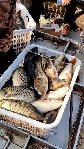 澧县水库鲤鱼  诚信经营！客户至上！