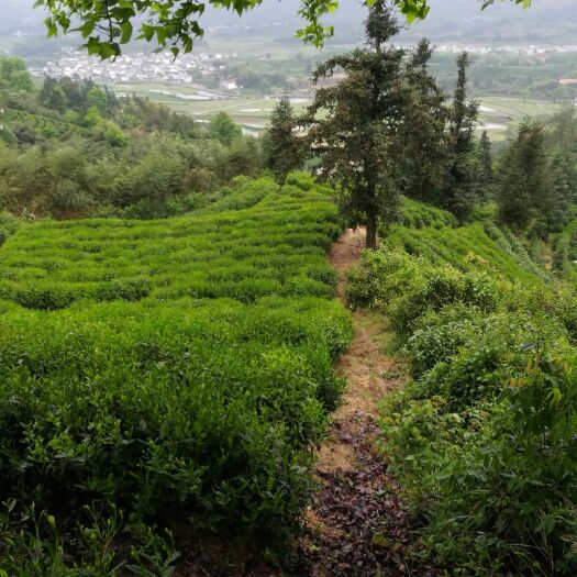 黄山毛峰，高山茶，