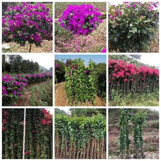 宜宾 紫花三角梅，三角梅苗