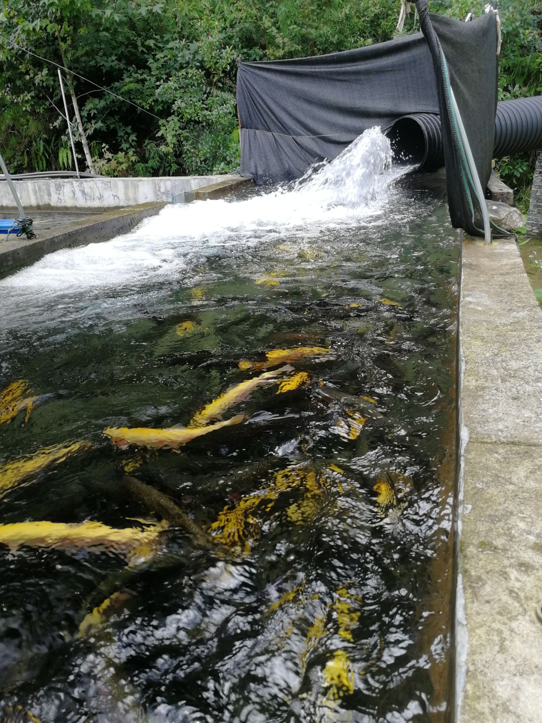 虹鱒魚 高山清泉冷水魚