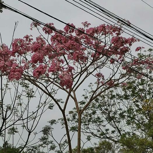 三亚黄花风铃木 紫花风铃种子多花绣球