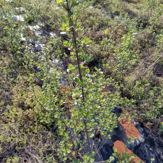 樟树市 春光甚好不负阳光。江西单叶蔓荆子苗在阳光的沐浴下茁壮成长。