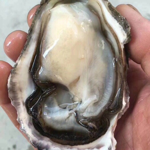 饶平县牡蛎，生蚝，大个的生蚝，超肥。