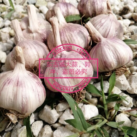 冠县 山东聊城冠县东古城镇紫皮红瓣大蒜