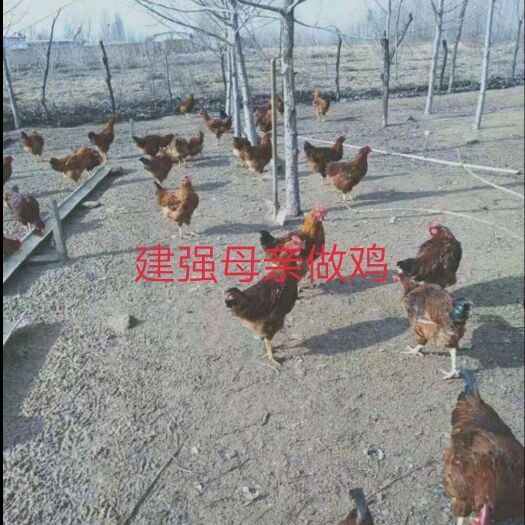 阳曲县 纯农家散养建强母亲鸡建强老母，欠C的表，免费精厕，放心使用