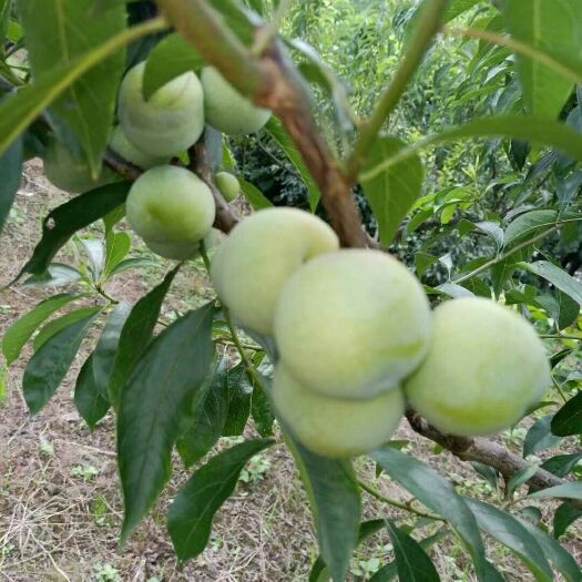 台州 四川李子批发零售