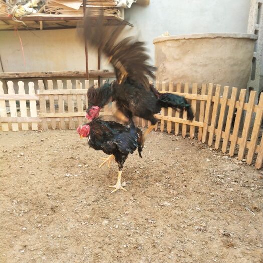 东明县 斗鸡斗鸡苗