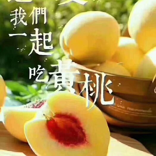 炎陵县 炎陵黄桃，高山现在果园发货