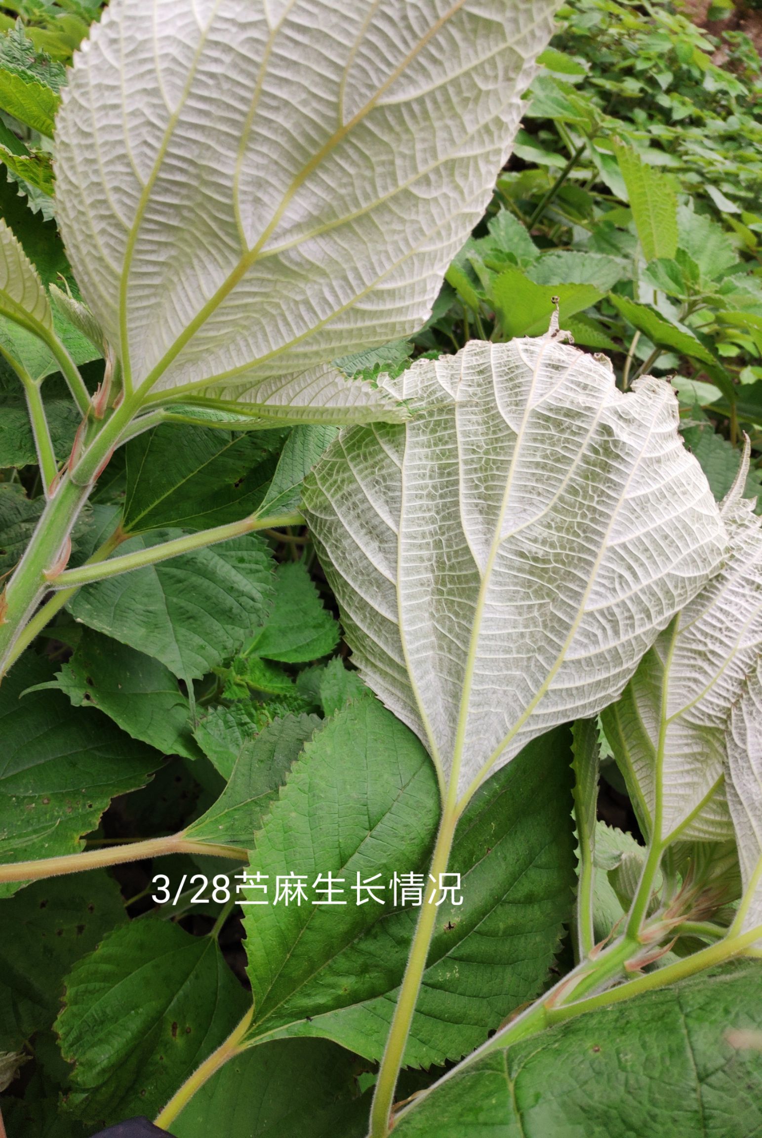 艾青团 四川土特产绿苎头 青团原料 苎麻嫩叶 绿团子原料  绿苣头