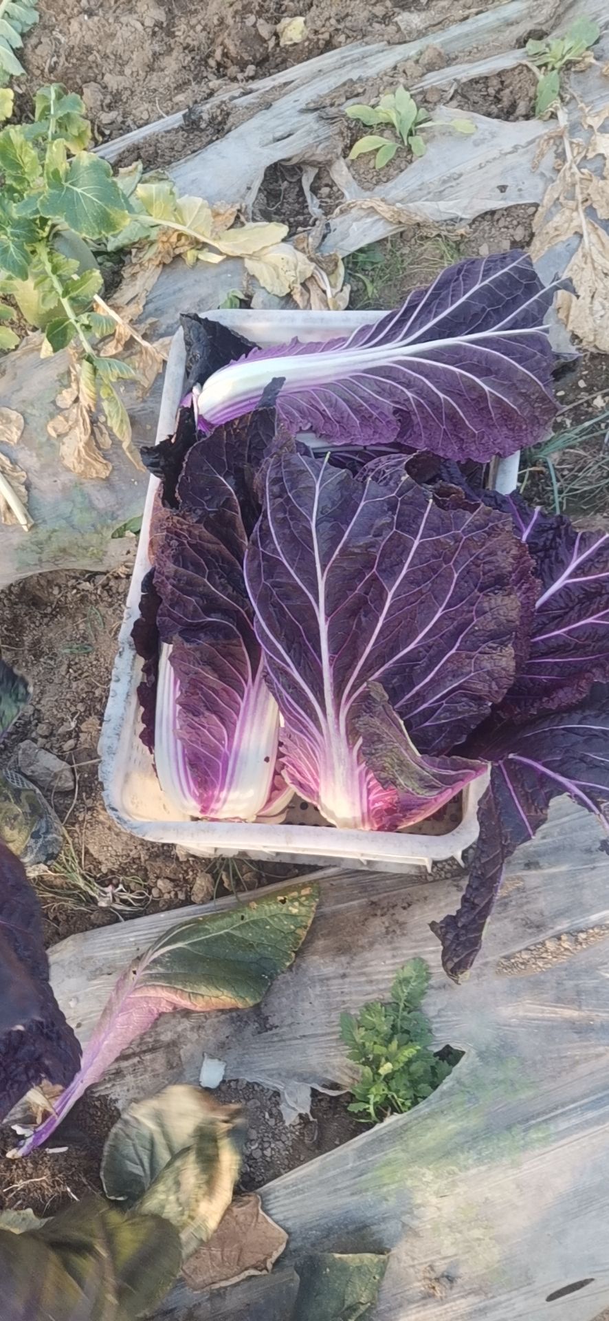 白山 紫白菜 七月中旬大量上市