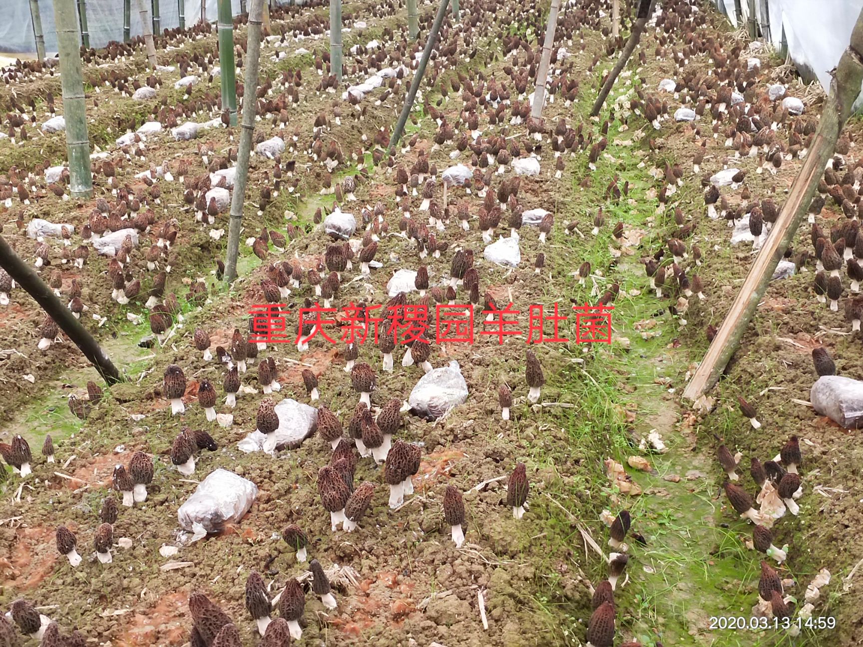 高产羊肚菌菌种