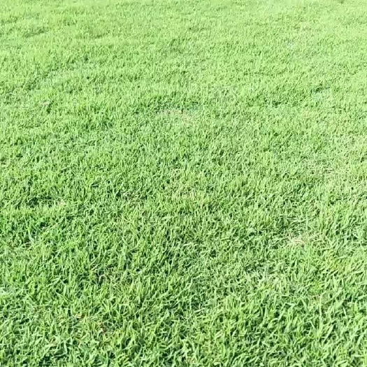 郴州马尼拉草皮