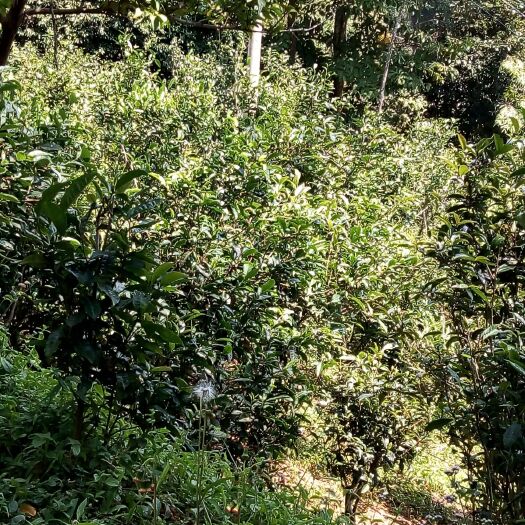 勐腊县易武普洱茶 恒温长期保存
