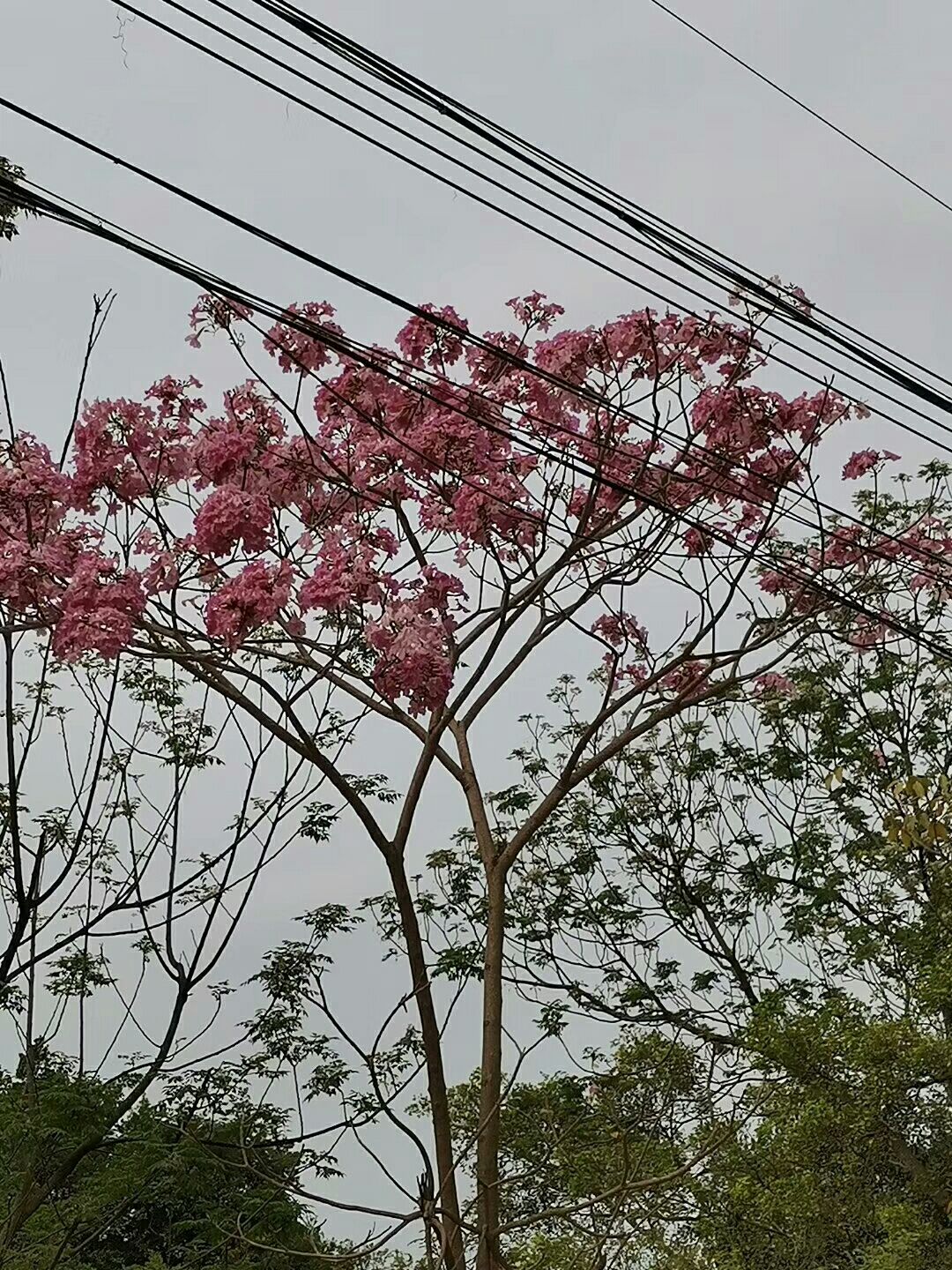 紫花风铃木 紫花风铃种子