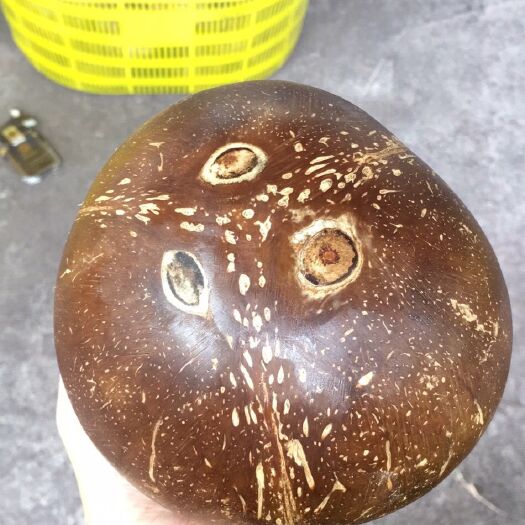文昌市 海南文昌【天上水】椰青椰皇天然饮品