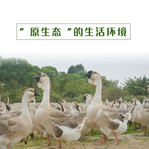 南宁 特大鹅苗