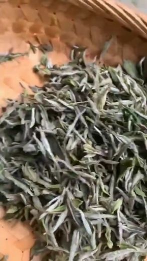 唐山福鼎白茶 2020一级花香牡丹