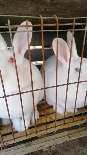 獭兔种兔 大量供应各种优质种兔,肉兔和各种兔产品
