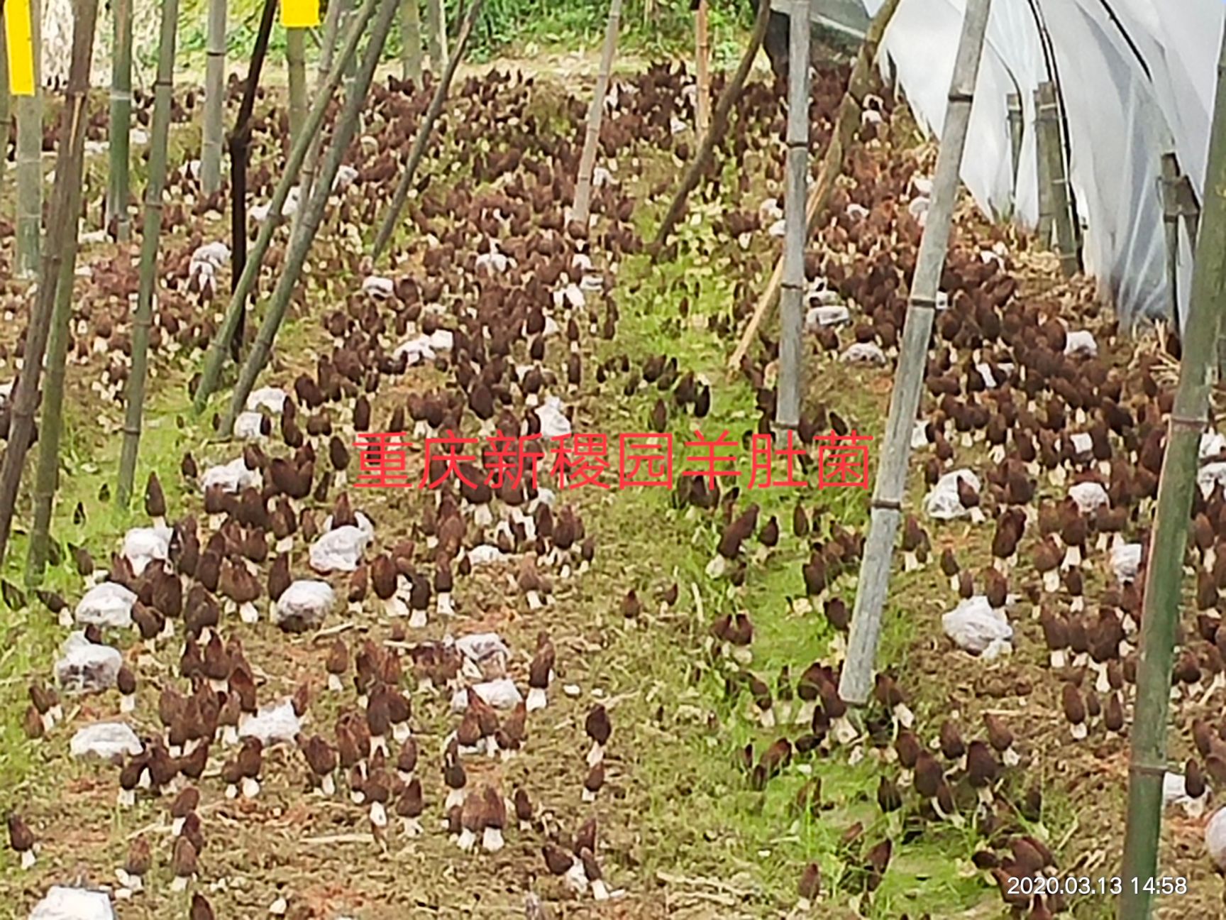 高产羊肚菌菌种