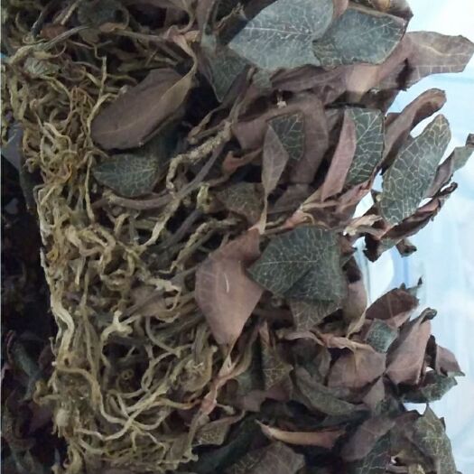 永丰县 林下种植金线莲干品 40斤 低价出售 欲购从速
