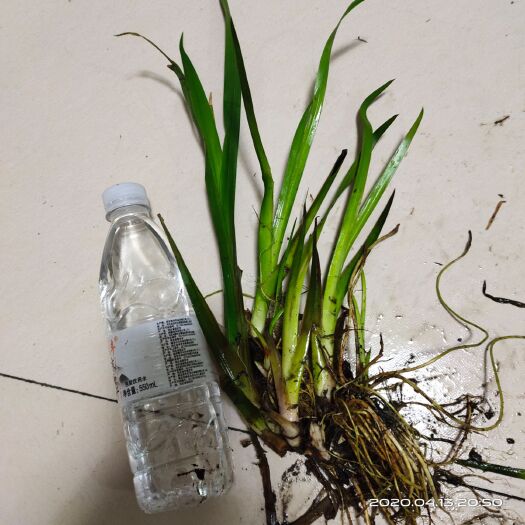 安新县 水菖蒲菖蒲